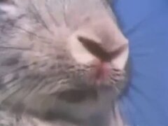 Amateur animal xxx
