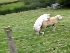Cow bestiality sex