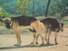 Horse Porn Tube