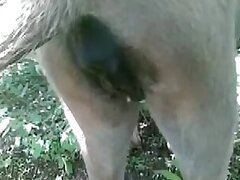 Woman animal porn