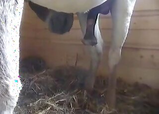 Two donkeys having a wild fuck with a juicy cumshot ending