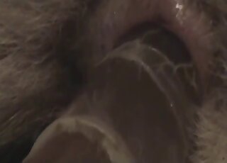 Dildo fucking recorded up close and focusing on dog pussy gape