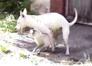 Hot white dog is going to fuck a cat just because it is able to