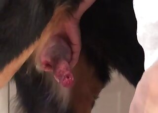 Black dog with sexy fur fucks zoophile before enjoying a hot handjob