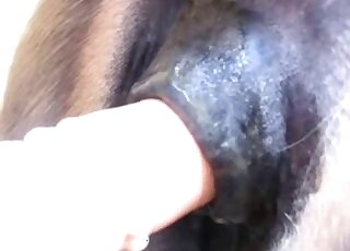 Sexy horse pussy is going to get fucked by a massive fake cock