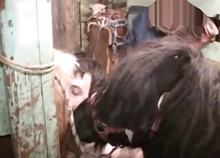 Hairy asshole of a kinky zoophile is getting drilled by a black pony