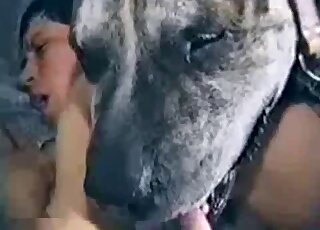 Awesome brunette with short hair gets sweaty while blowing a dog