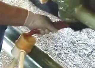 Rather clinical handjob for a sexy farm animal with a huge dick