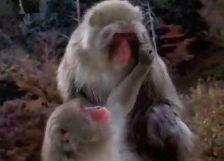 Ape fuck scene featuring monkeys that can fuck just about anywhere