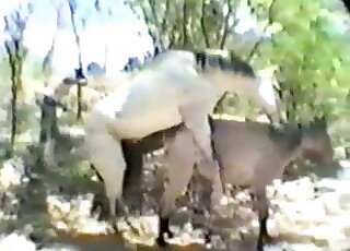 White stallion fucks a sexy mare from behind in a passionate way