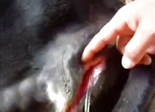 Incredible porn video that shows an oozing animal hole fingered