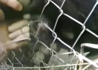 Sexy creature in the cage is receiving a very passionate handjob here