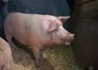 Pig fucking scene with a sexy animal that wants to ruin MILF pussy