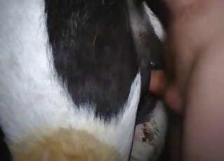 Dude fisting an animal's hole prior to fucking it with his veiny cock