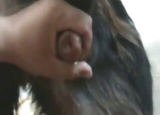 Amazing handjob scene featuring a hot animal penis being jerked