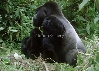 Large black ape is going to enjoy some hardcore fucking right here