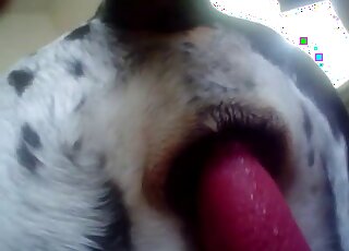 Dalmatian's tight asshole is getting fucked by a red toy from behind