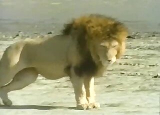 Lions showing off their sexy bodies in an outdoor XXX masterpiece