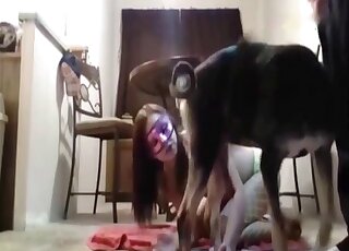 Attractive brunette in a mask is happy to suck on a dog's juicy member