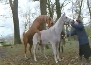 Brown stallion happily fucks a white horse as horny woman looks on
