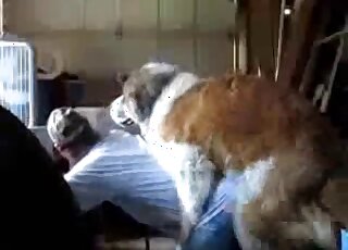 Dude in pulled down shorts lets this brown dog fuck his asshole