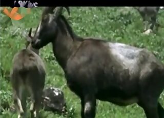 Sex compilation of various wild animals during copulation