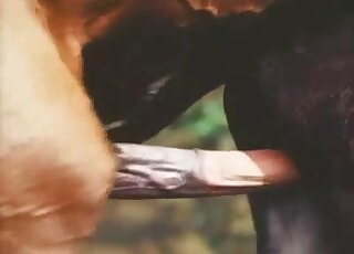Aroused horse has a giant raging erection ready for his mare