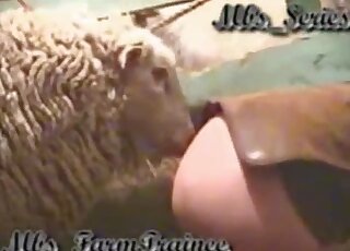 Mature slut wants to get ass fucked by lama in stable
