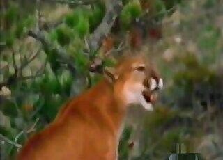 Educational video of two pumas having sex ritual before penetration
