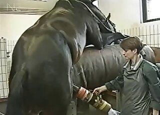 Animal doctors are draining sperm from giant horse cock