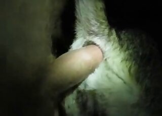 Close-up on dog's tight ass while it's getting shafted by fat cock
