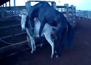 Rancher lures giant black horse into animal-on-animal copulation