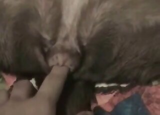 Amateur zoophiliac adores fingering the dog's privates
