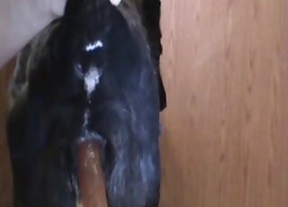 Black female dog gets canine pussy drilled hard with sex toy