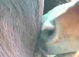 Curious horse eats sperm out of another horse pussy