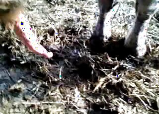 Low-quality amateur zoo porn video of a man jerking off an animal