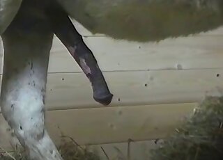 Close-up on donkey copulation and giant animal johnson