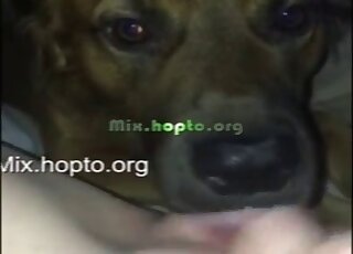 POV amateur girl gets pussy licking favor from dog while masturbating