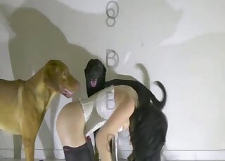 Great Danes are competing over the brunette's pussy in a threesome