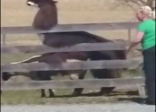 Llama was caught banging a sheep by an amateur zoo sex lover