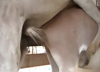 Amateur camera films copulation seance between donkeys on a farm