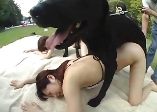 Black Labradors dominate two Japanese pussies in a zoo foursome