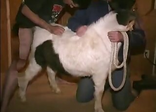 Horse gets licked and fingered by dude before banging