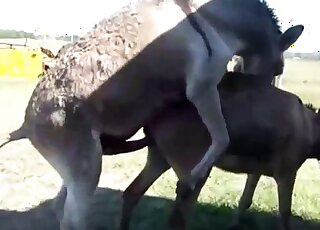 Amateur animal porn - Donkeys in heat get ready for copulation