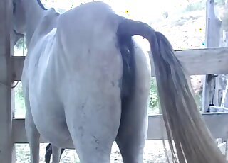 Amateur camera caught copulation session between horses in heat