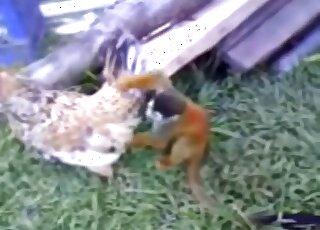 Monkey is horny and wants to fuck big duck outdoors
