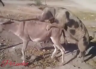 Donkey is about to get fucked by a chubby pig in heat