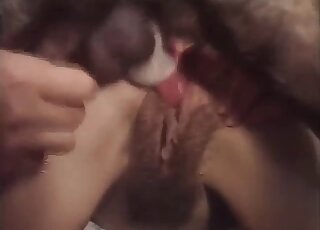 Pit Bull is going deep and hard on the mature broad's hairy pussy
