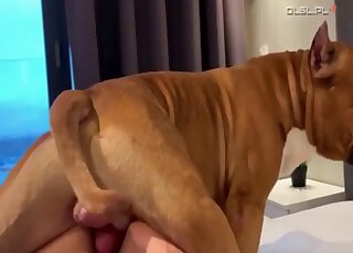 Blonde girl has oral and zoo banging fun with buffed Pit Bull