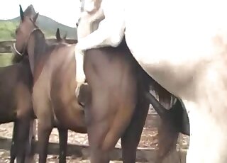 Awesome fucking movie showing a sexy goat that fucks mare pussy hard